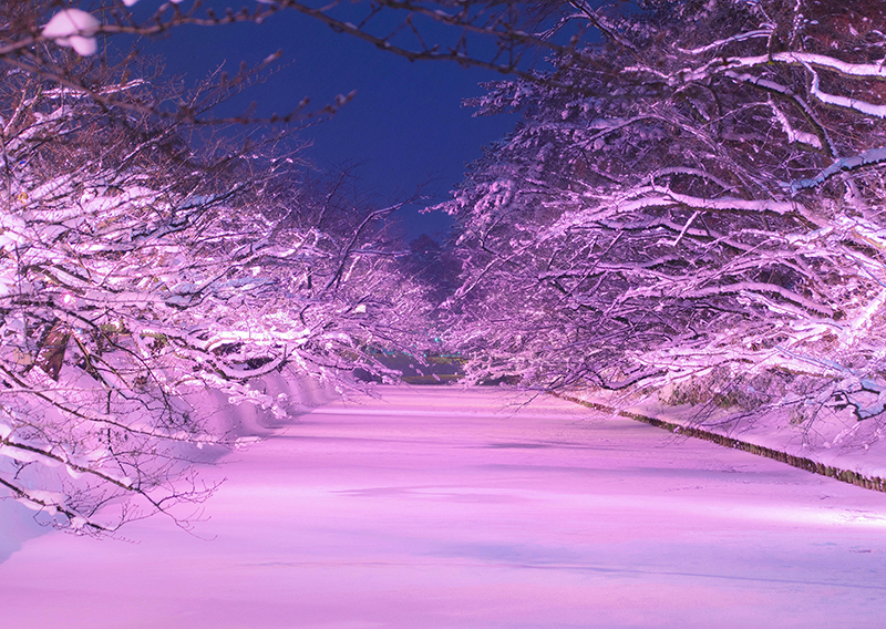 ライトアップであたり一面が桜色に染まる。