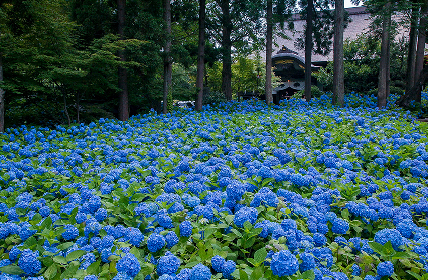雲昌寺