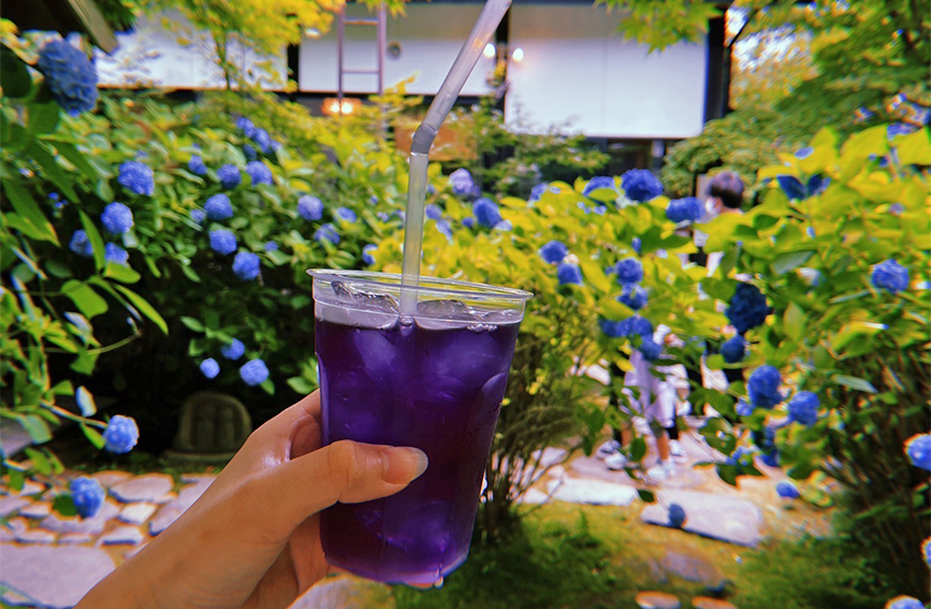 八仙花茶