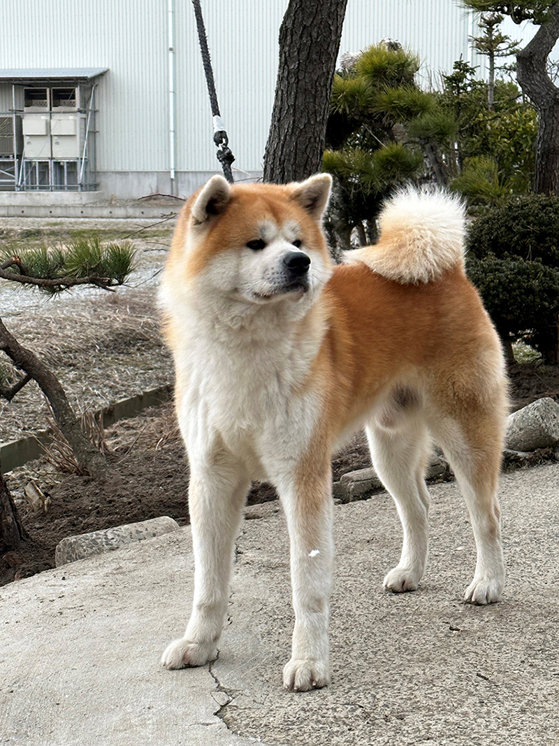 秋田犬