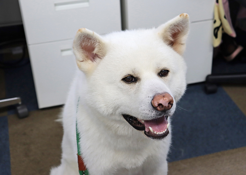 秋田犬