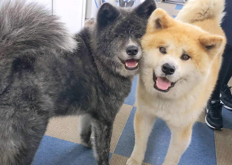 秋田犬