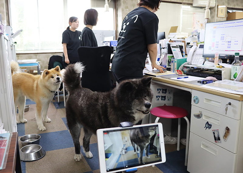 秋田犬