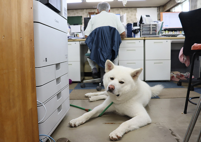 秋田犬