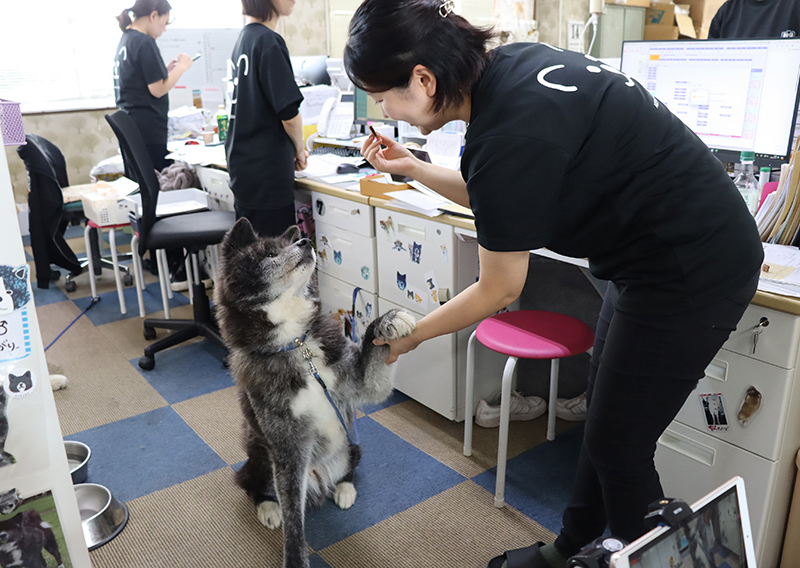 秋田犬