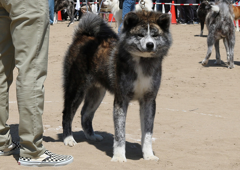秋田犬