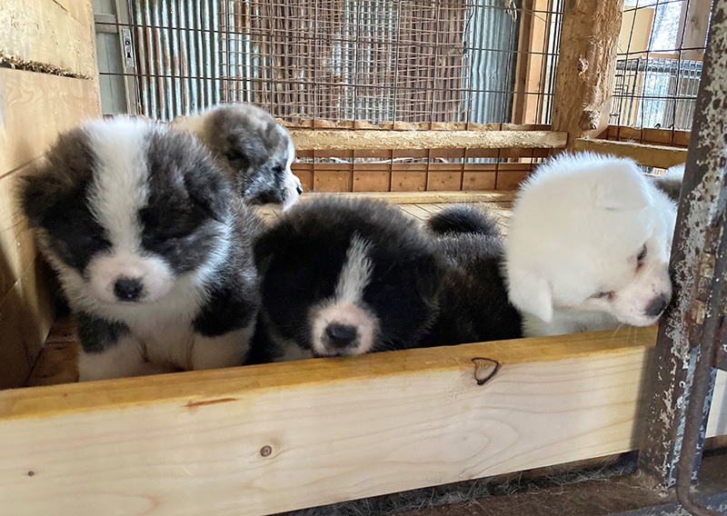 秋田犬