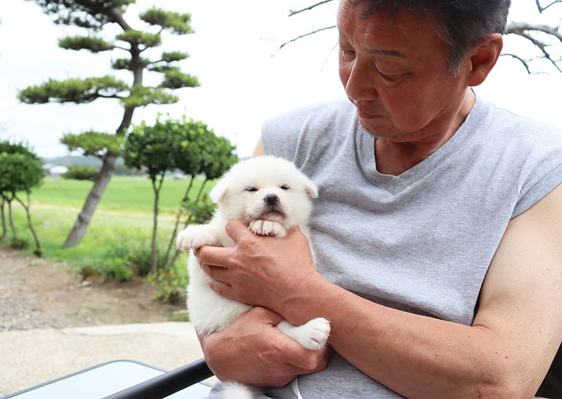 秋田犬