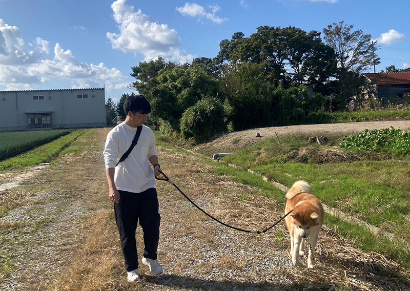 秋田犬