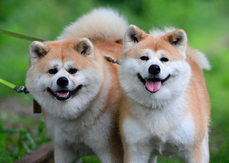 秋田犬