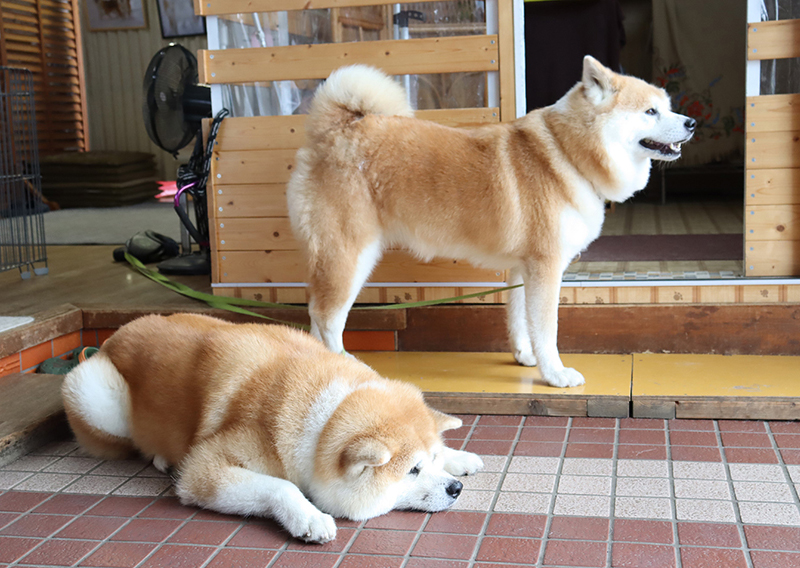 秋田犬