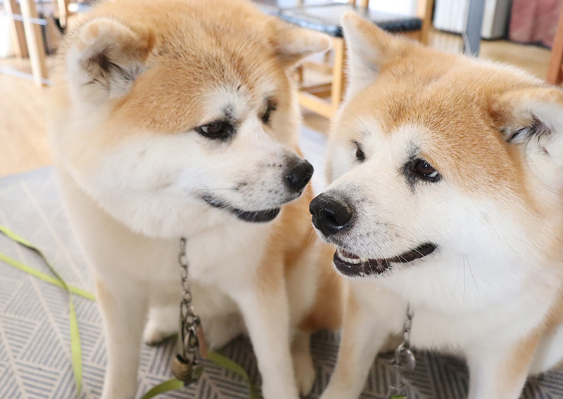 秋田犬