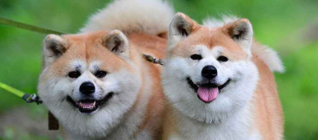 秋田犬