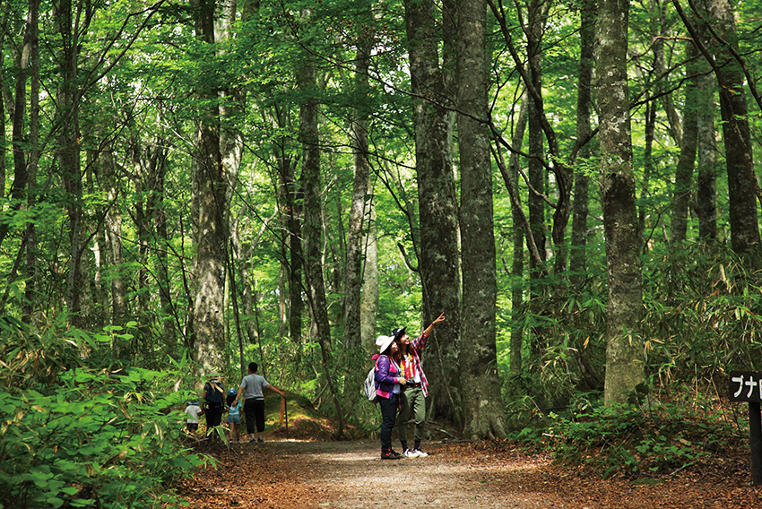 Natural beech forest