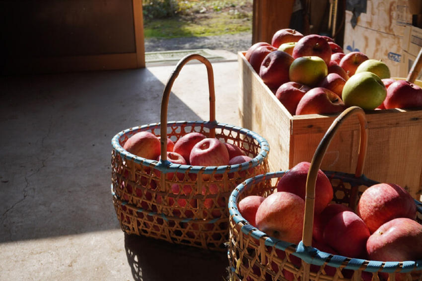 apple