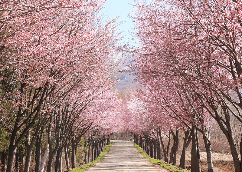 Mount Iwaki