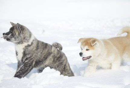 秋田犬