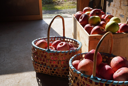 Introducing Aomori's apple culture and eye-catching, cute apples!
