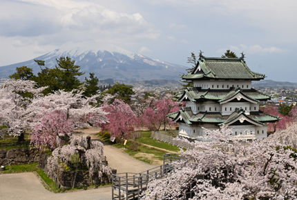 Visit cherry blossom spots throughout Tsugaru