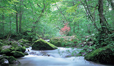 Picture of Oirase Stream