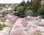 Picture of Ibaraki
