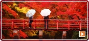 秋：美しい紅葉見学に出発