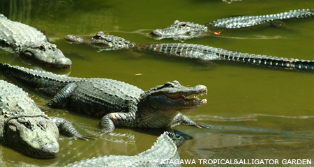 The ever popular Atagawa Tropical and Alligator Garden