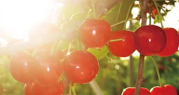 Fotografía de las cerezas de Yamagata