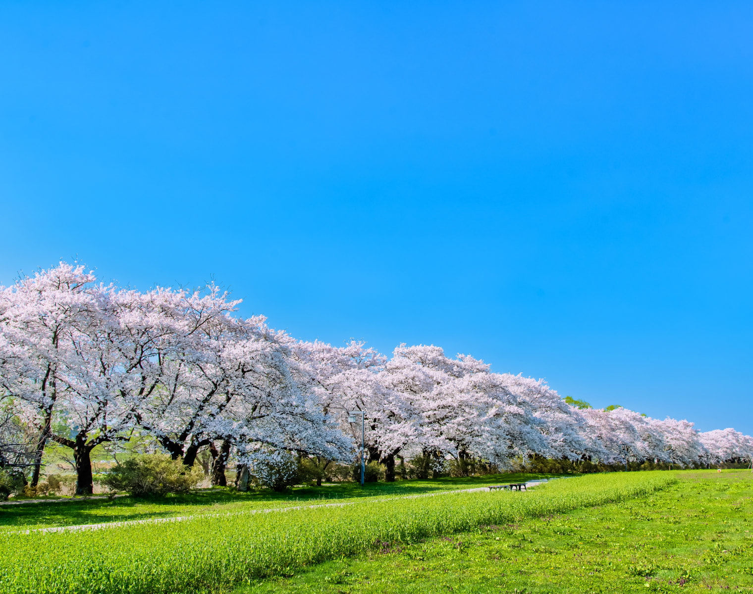 Kitakami Tenshochi Park