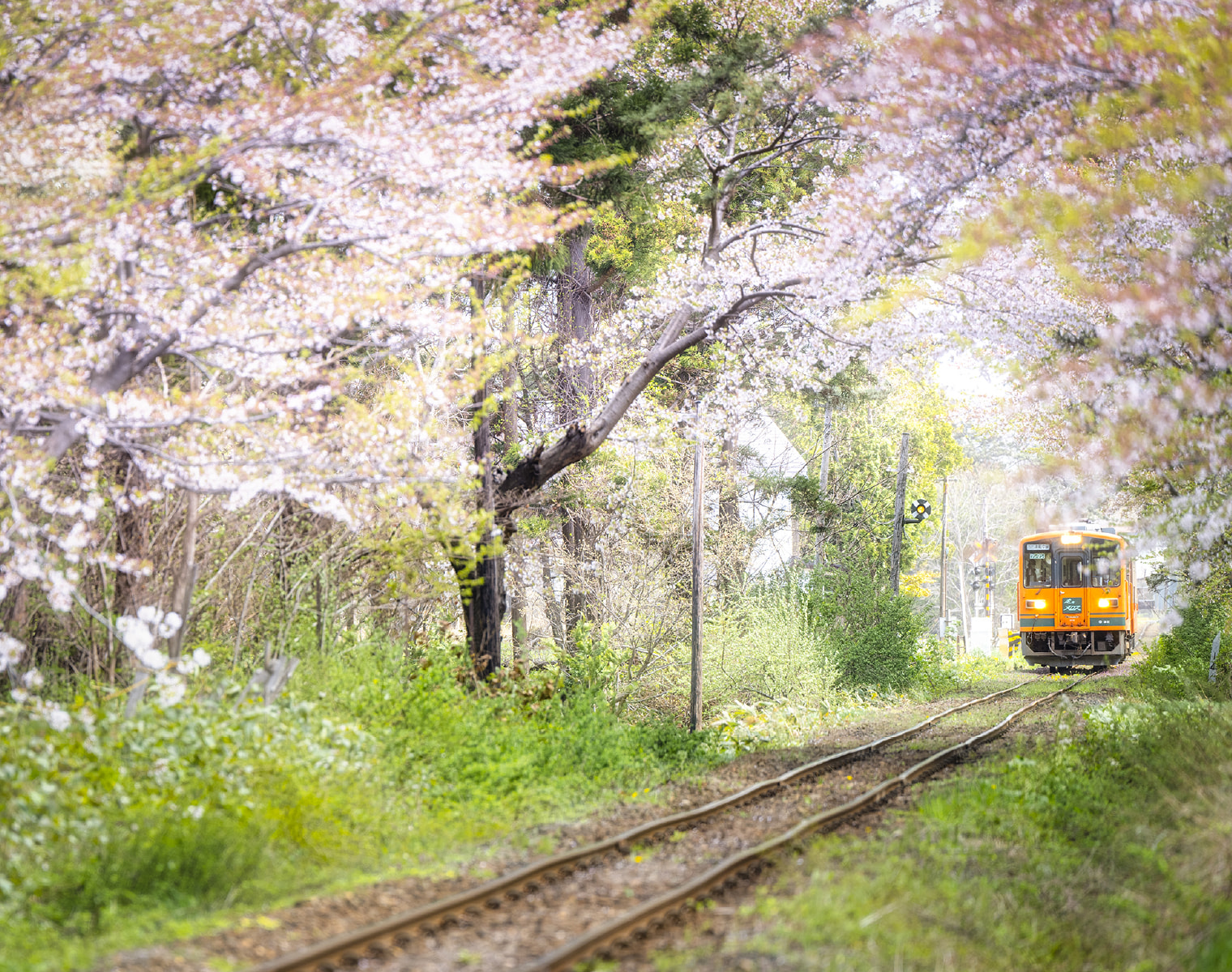 Ashino Park