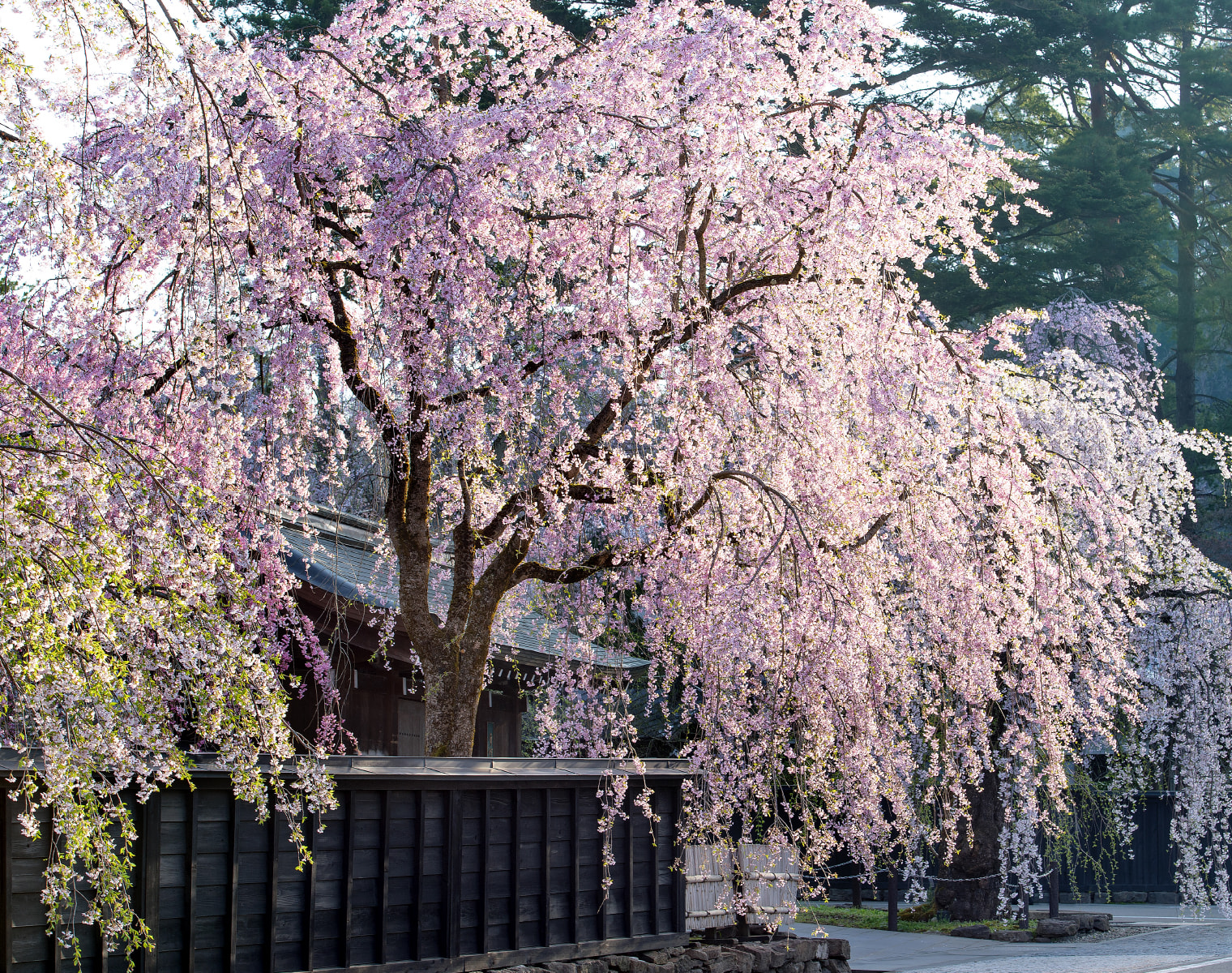 Kakunodate Samurai Residences