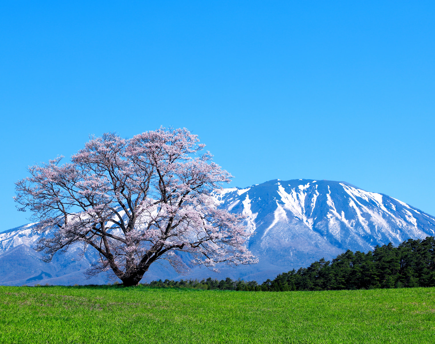 Koiwai Farm
