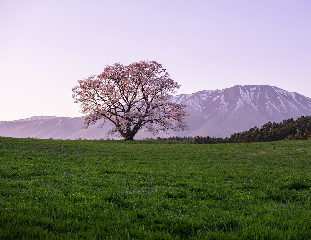 Koiwai Farm