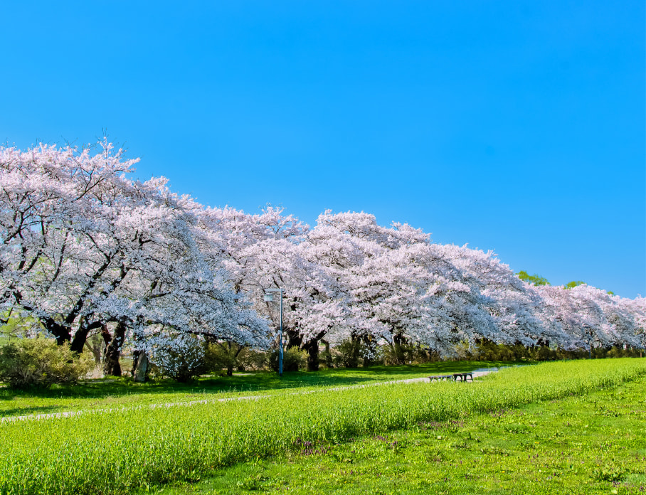 Kitakami Tenshochi Park