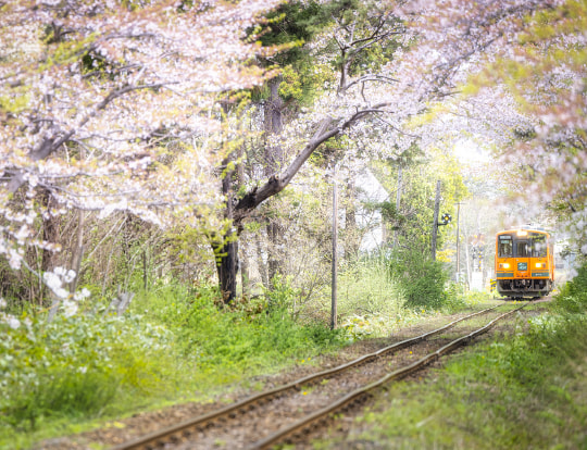Ashino Park