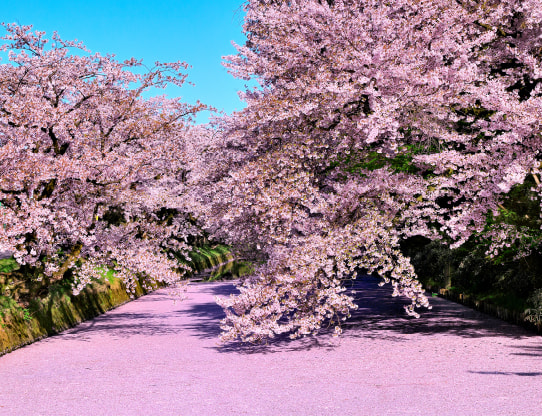 Hirosaki Park