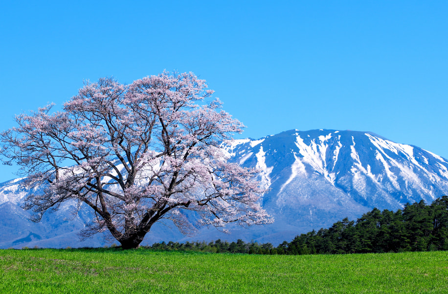 Koiwai Farm