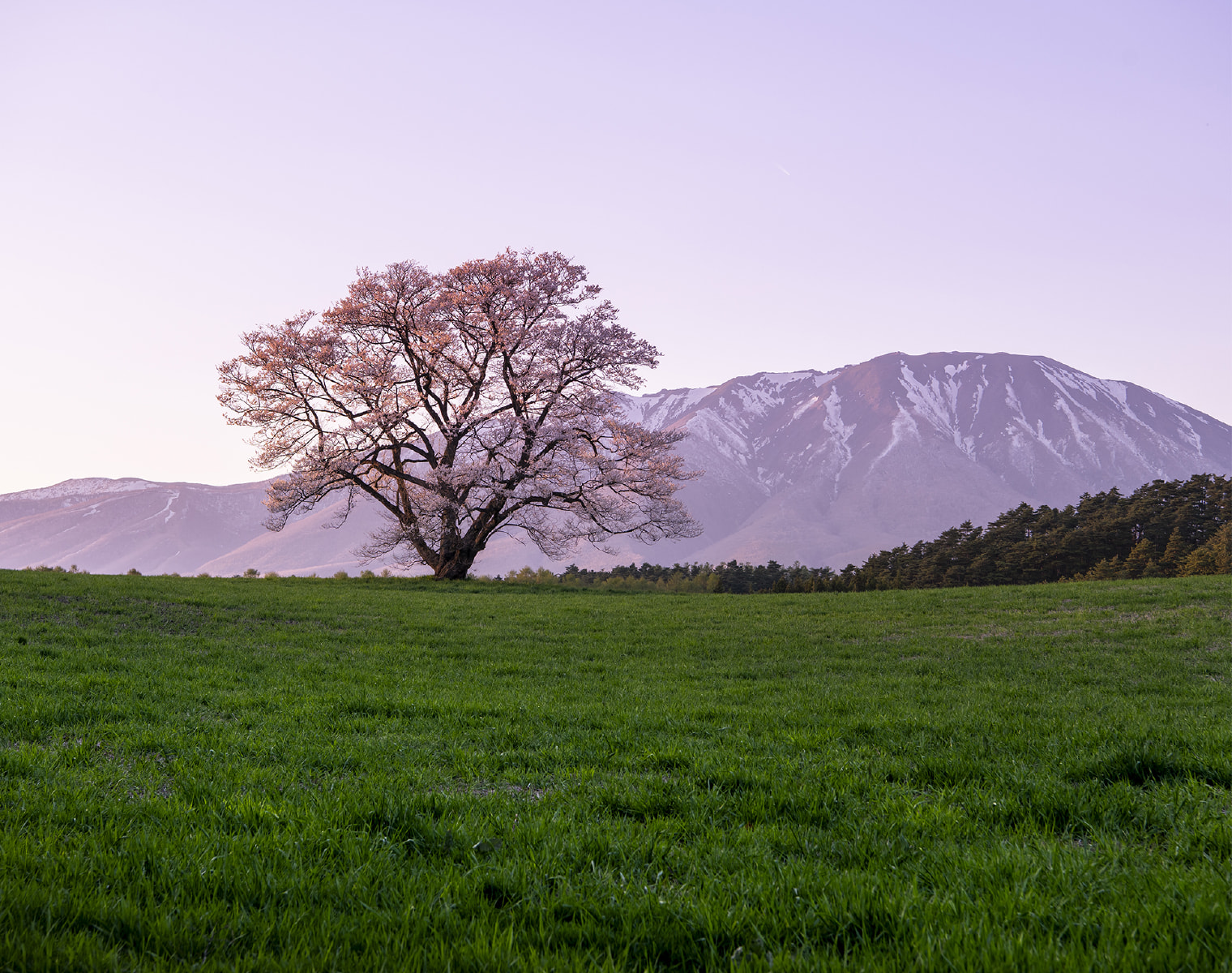 Koiwai Farm