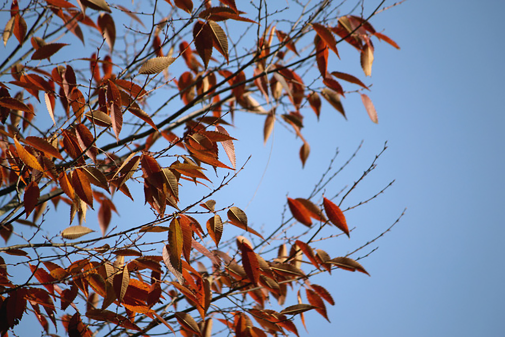 Plants and trees that turn brown