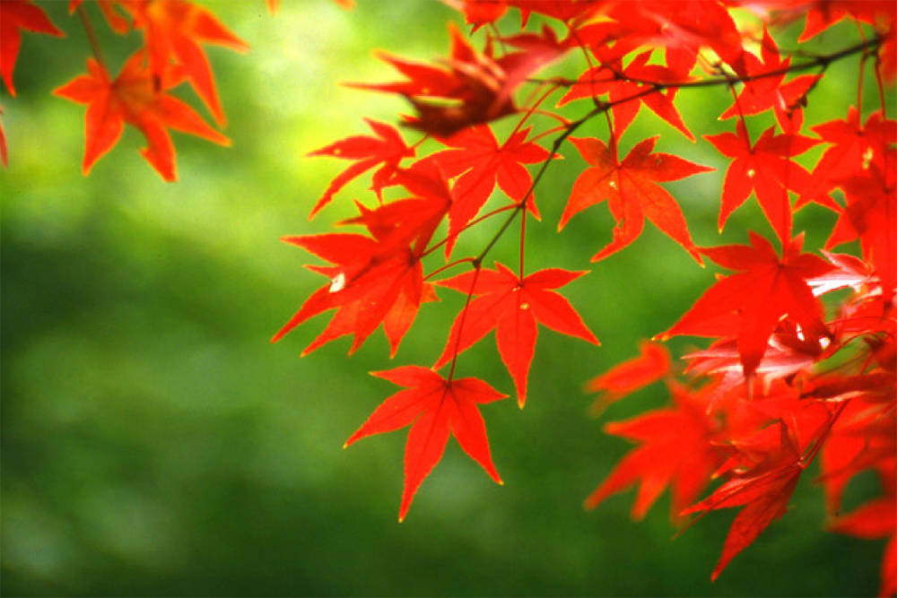 Plants and trees that turn red