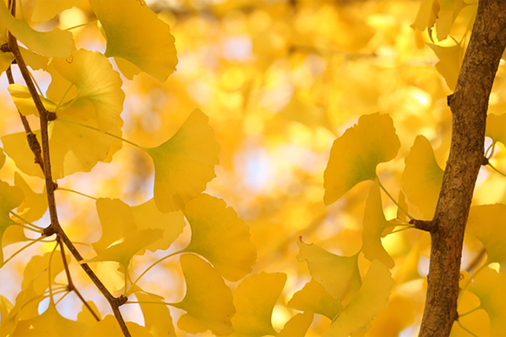 Plants and trees that turn yellow