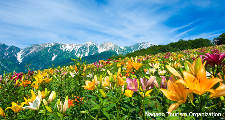 Foto Festival Bunga Alpen Hakuba