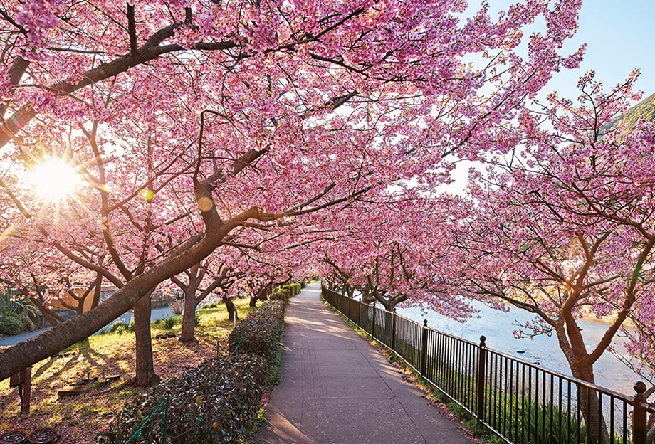 Kawazu - Kawazu Cherry Blossoms