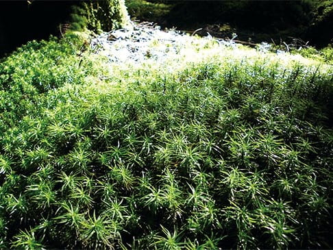 照片:白駒池・苔之森