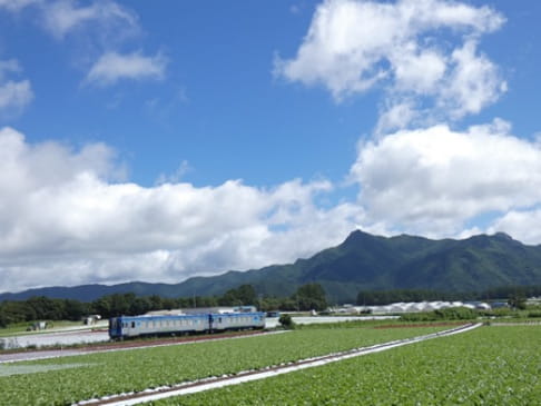 照片:高原野菜畑