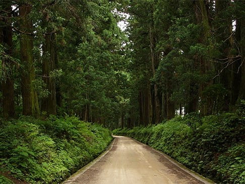 写真:日光杉並木街道