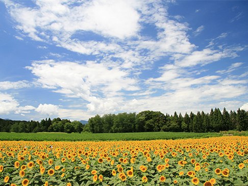 写真:ひまわり広場