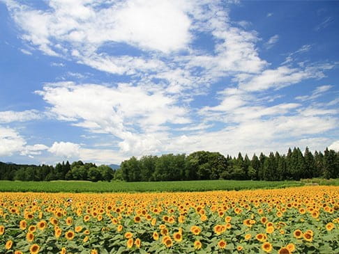 写真：ひまわり広場