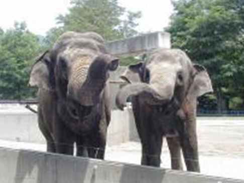 写真:長野市茶臼山動物園