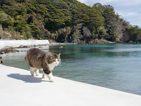 田代島